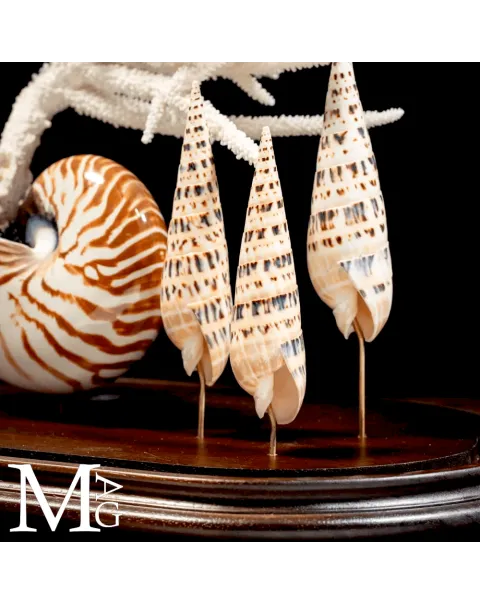Campana di Vetro – Nautilus, Mitridae e Acropora