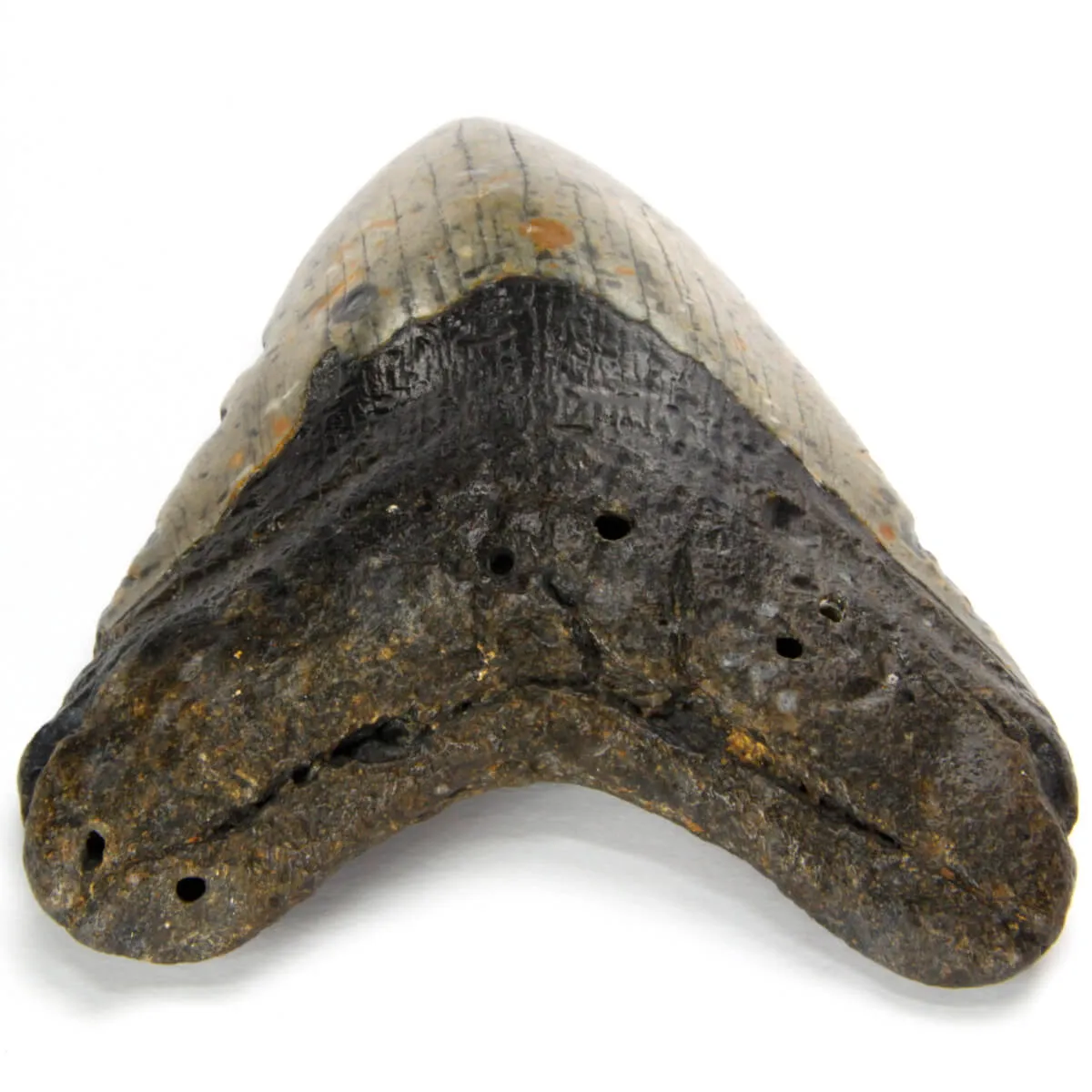 Dente di Megalodonte