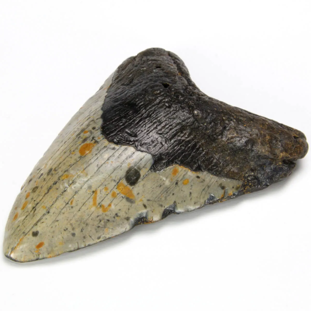 Dente di Megalodonte