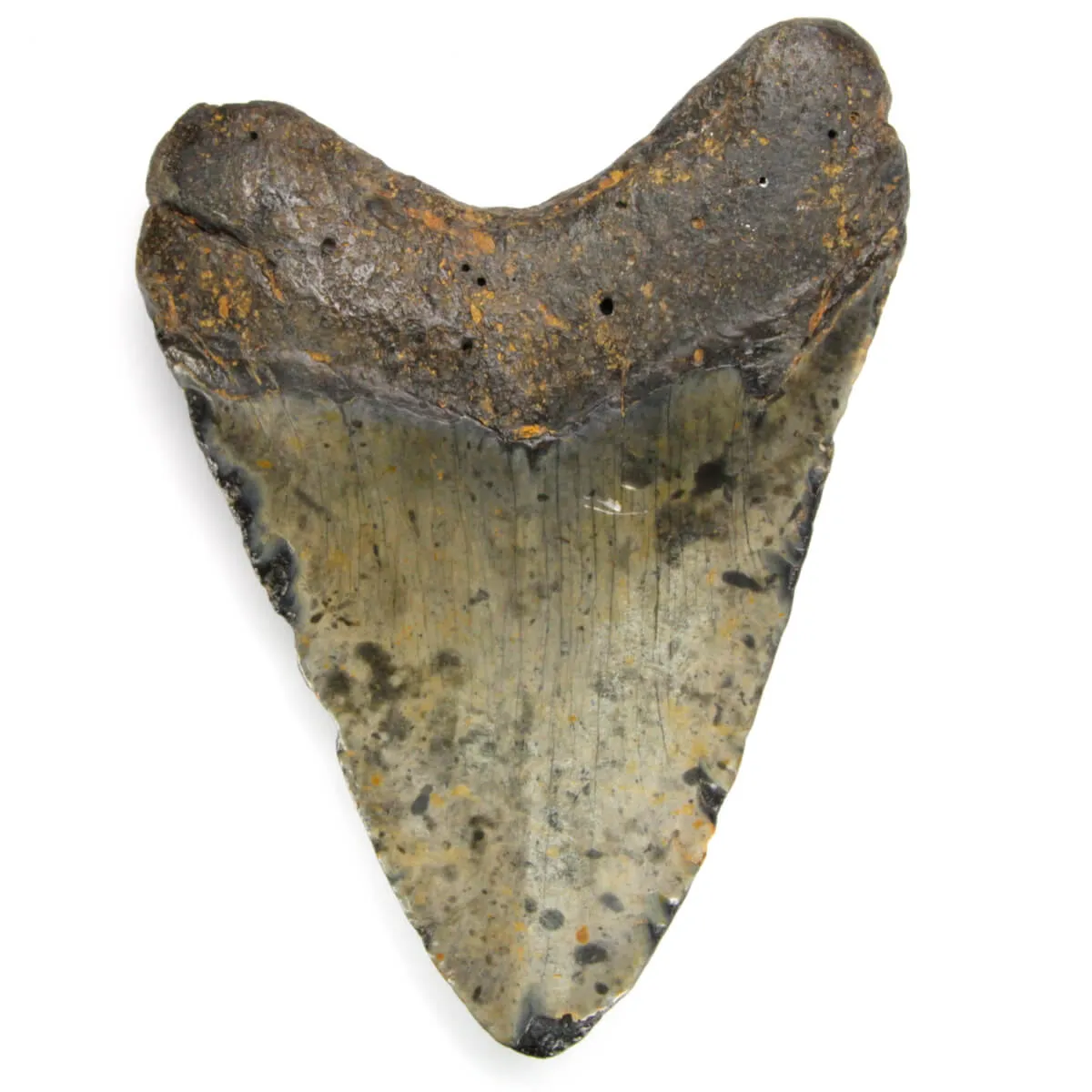 Dente di Megalodonte