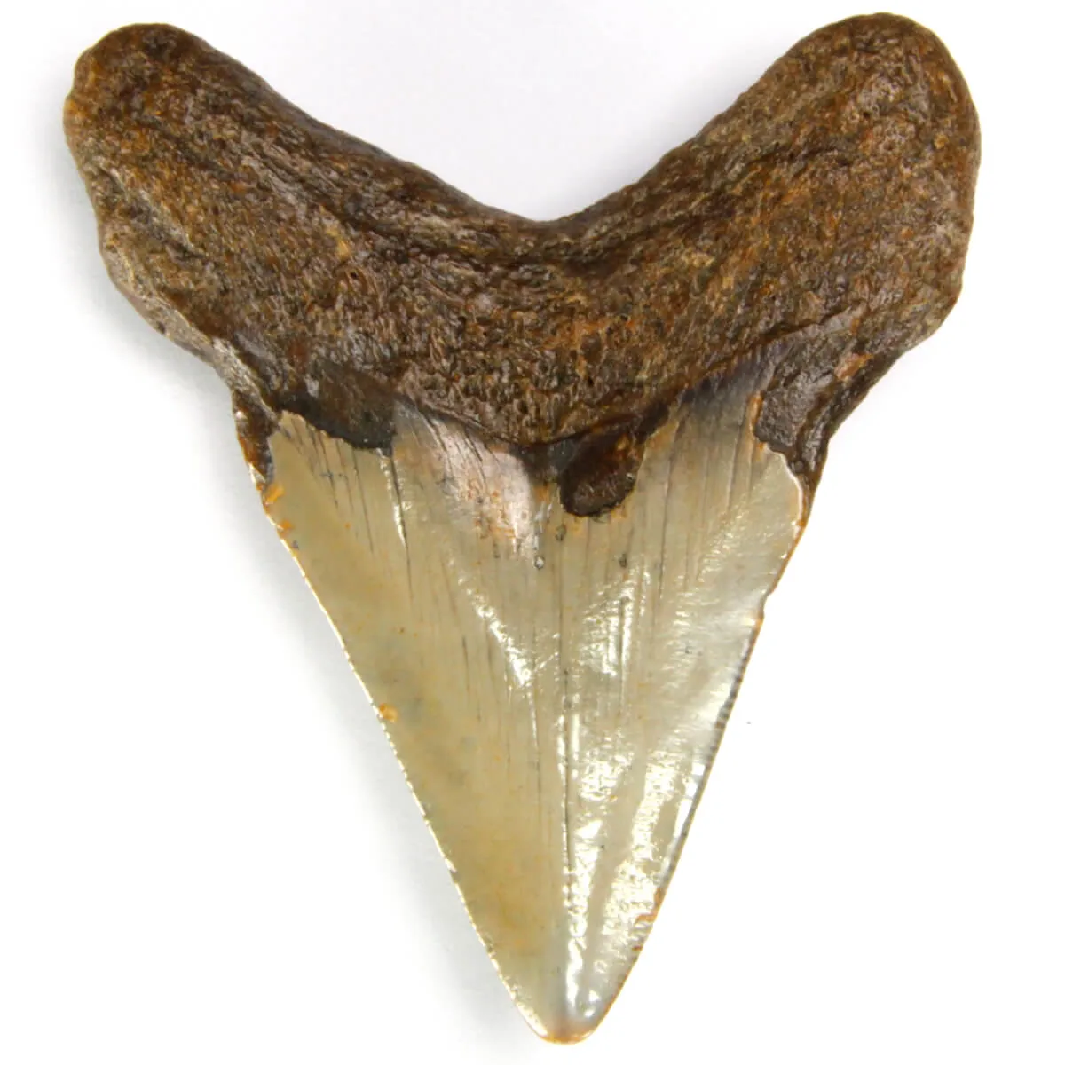 Dente di Megalodonte