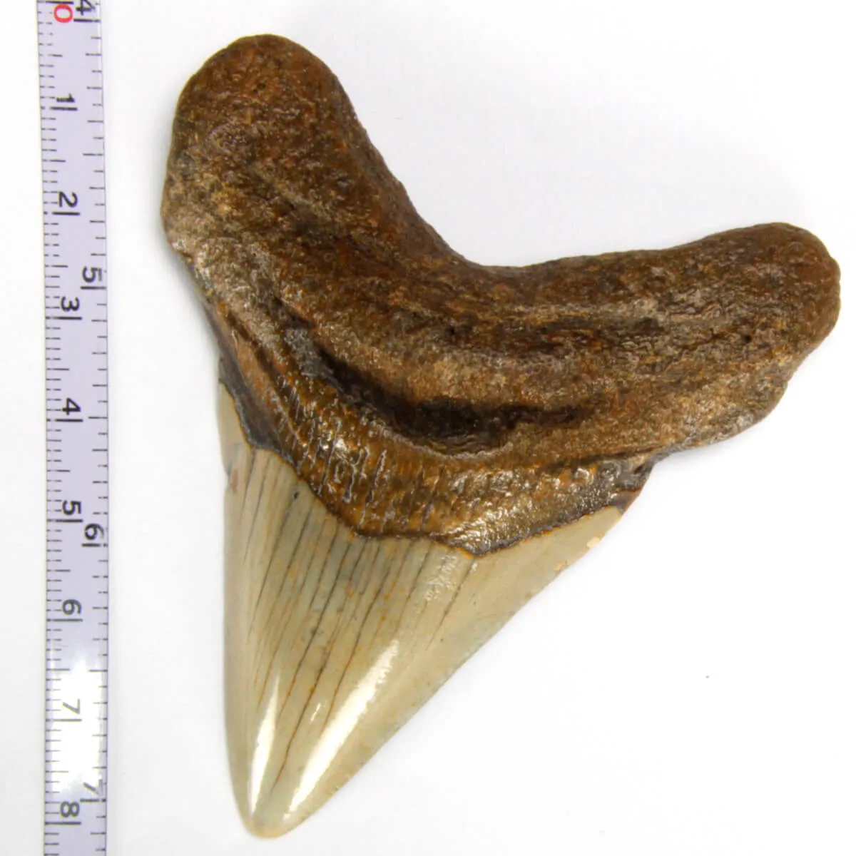 Dente di Megalodonte