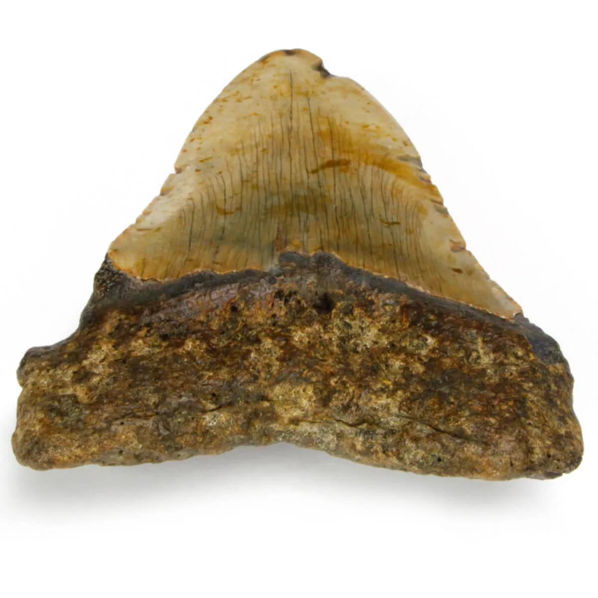 Dente di Megalodonte