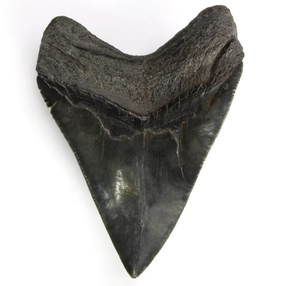 Dente di Megalodonte