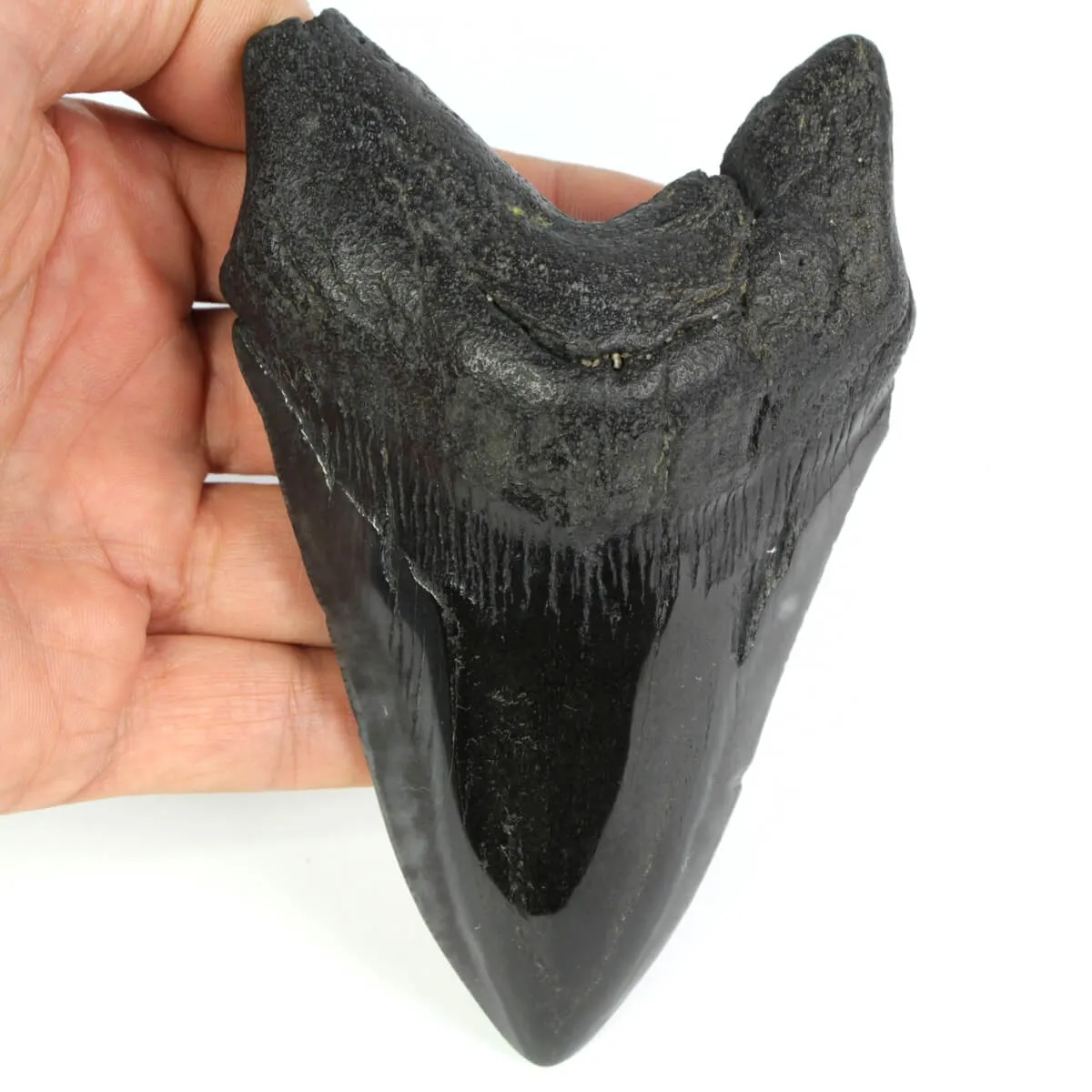 Dente di Megalodonte