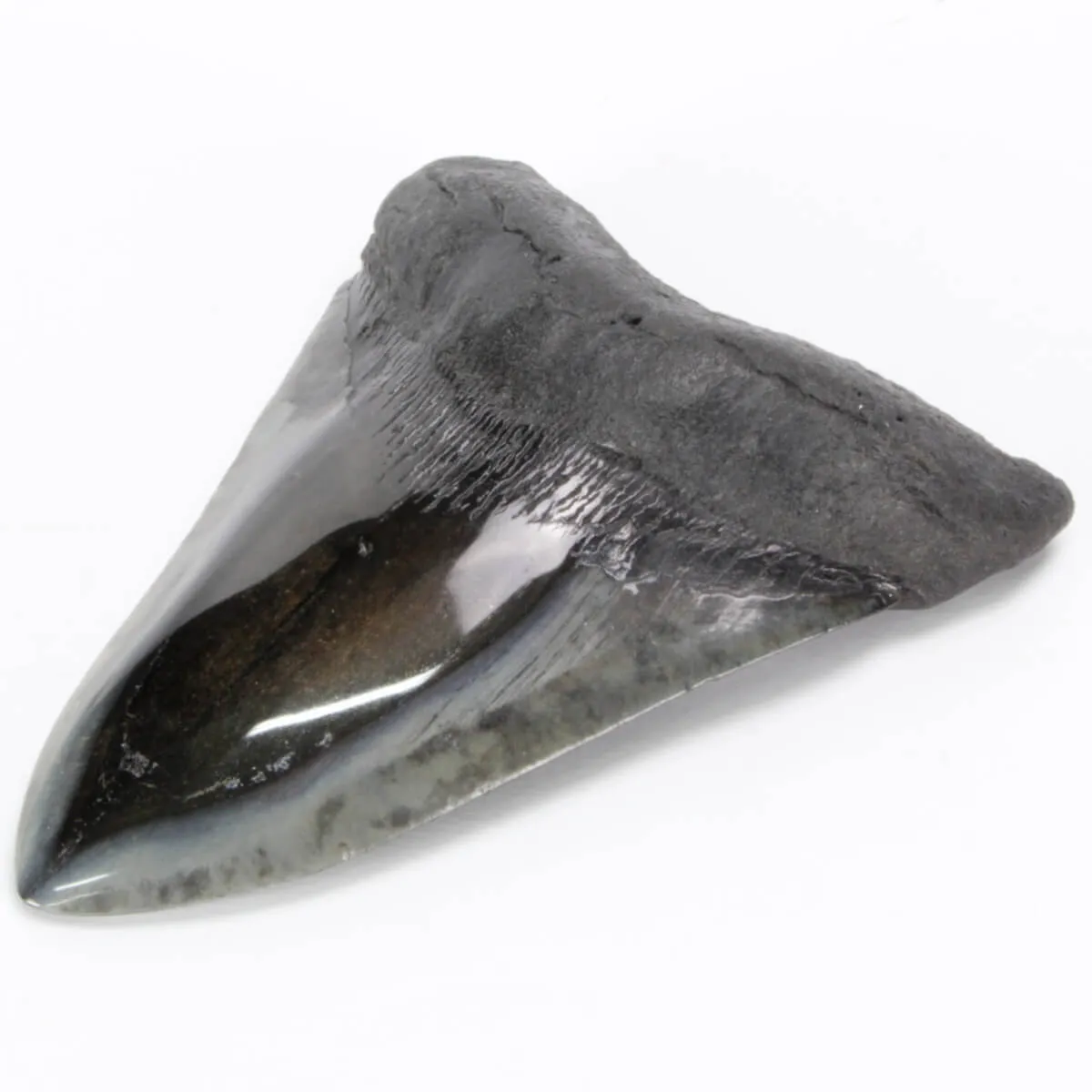 Dente di Megalodonte