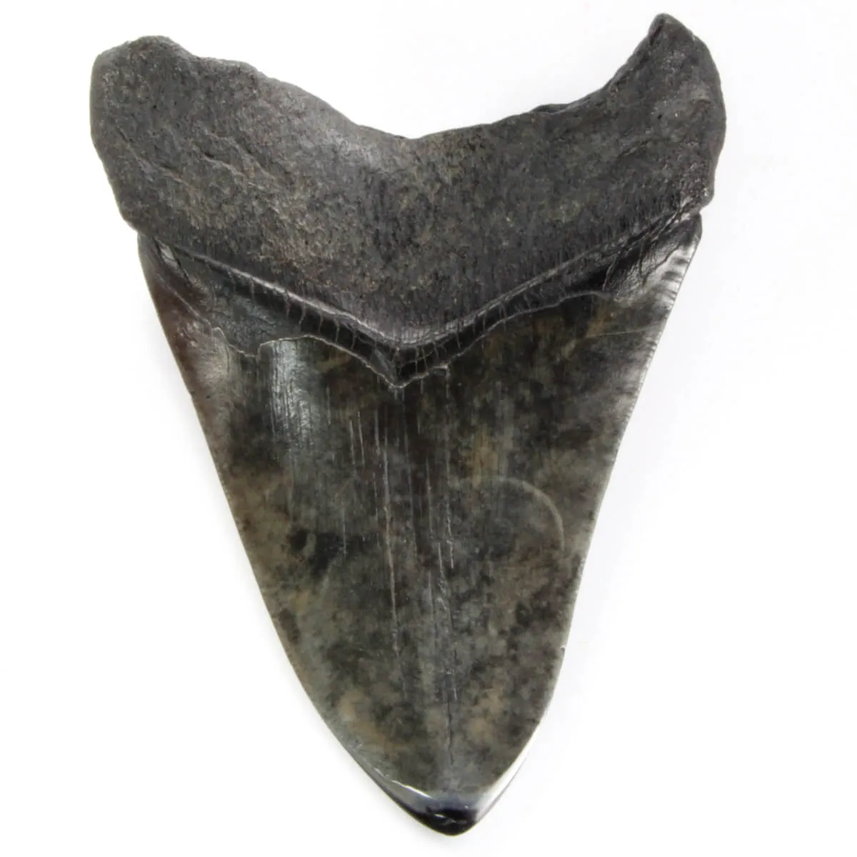 Dente di Megalodonte