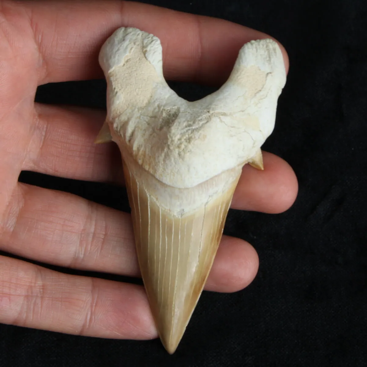 Dente di Squalo estinto - Otodus