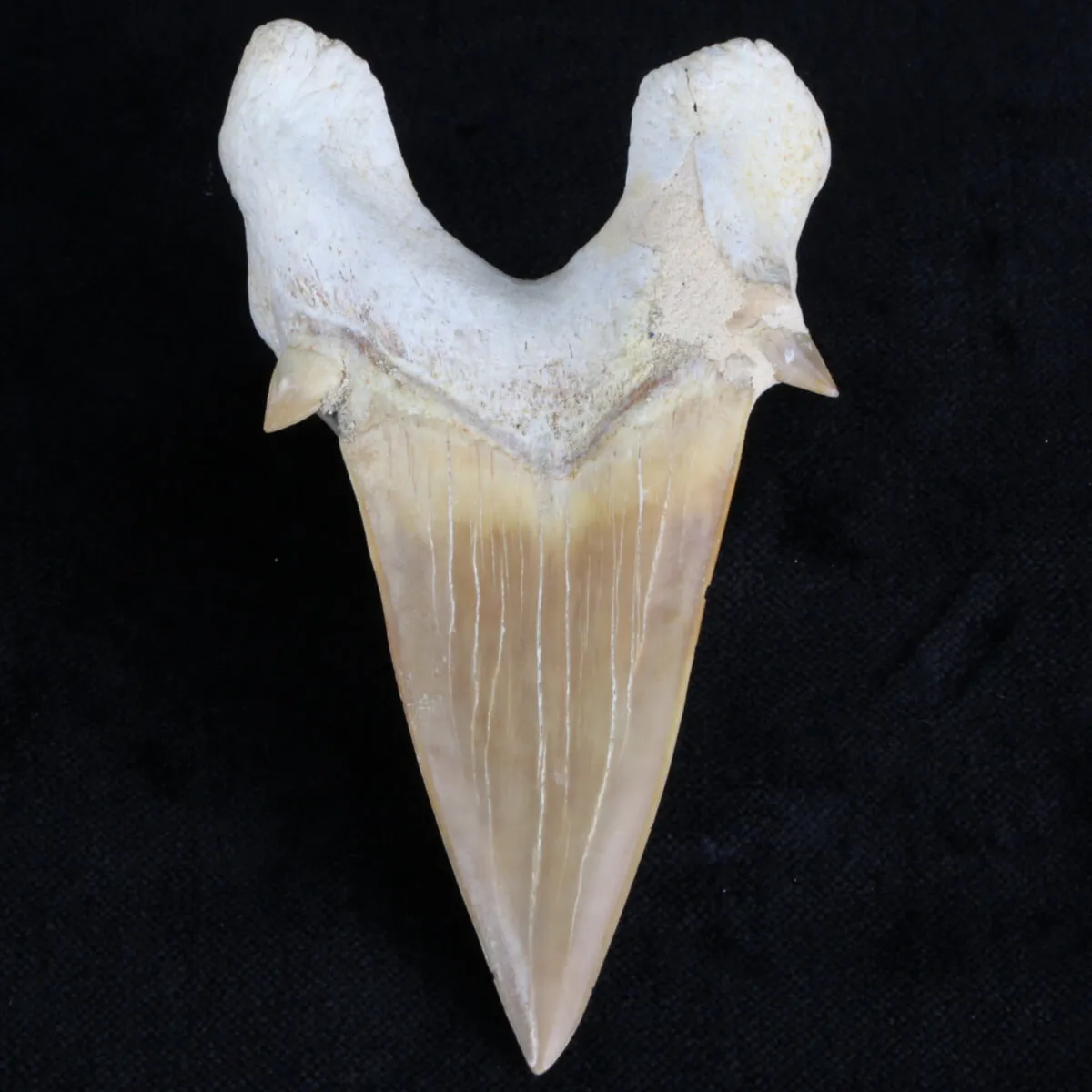 Dente di Squalo estinto - Otodus