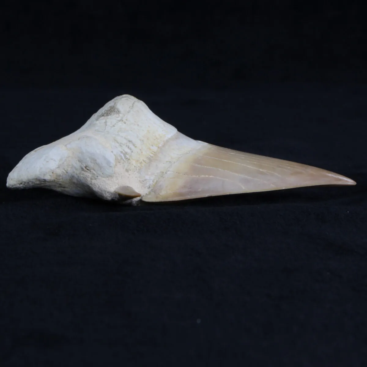 Dente di Squalo estinto - Otodus