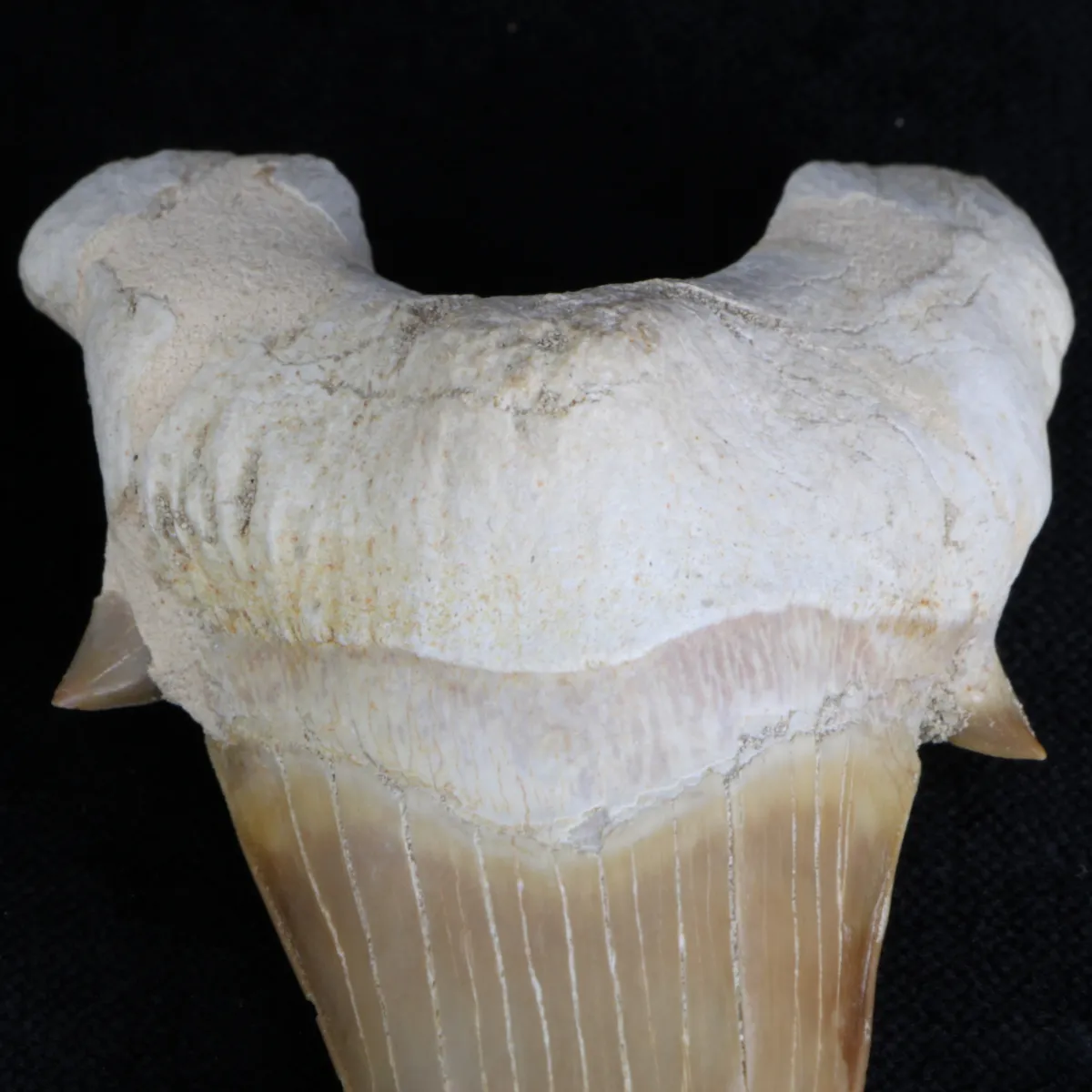 Dente di Squalo estinto - Otodus