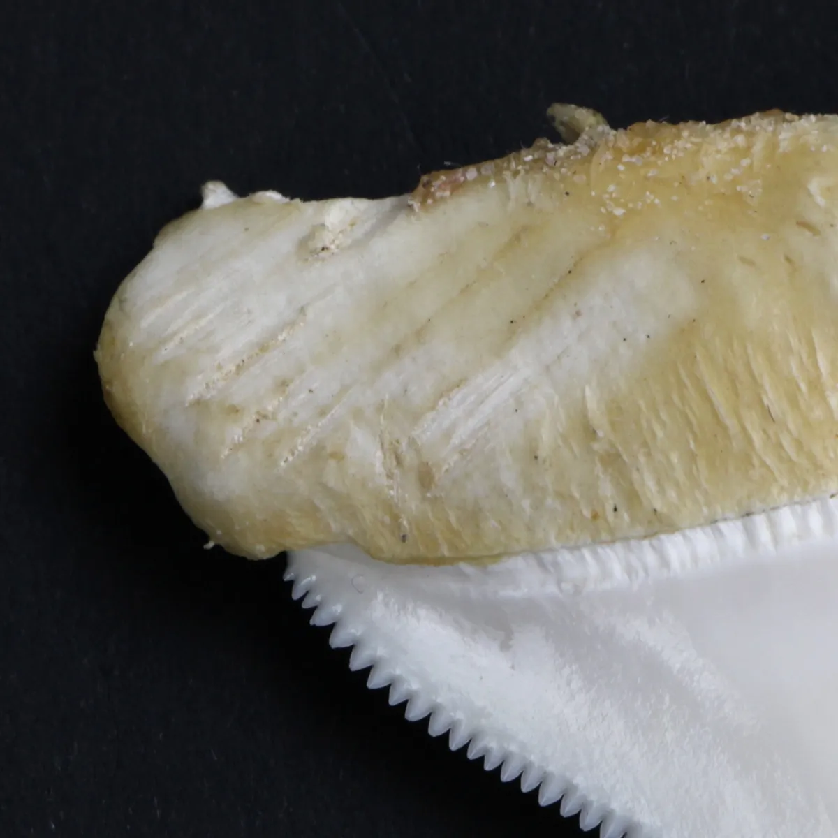 Dente di Squalo Bianco