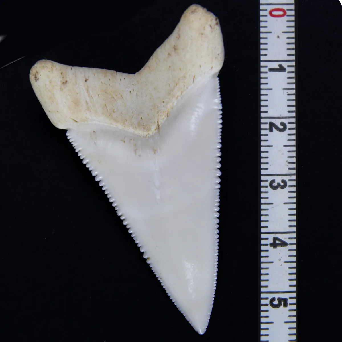Dente di Squalo Bianco