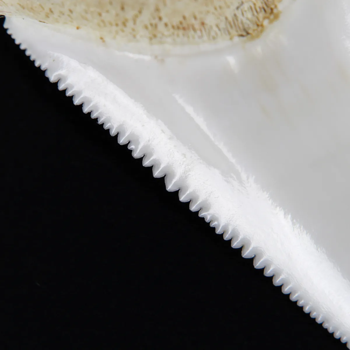 Dente di Squalo Bianco