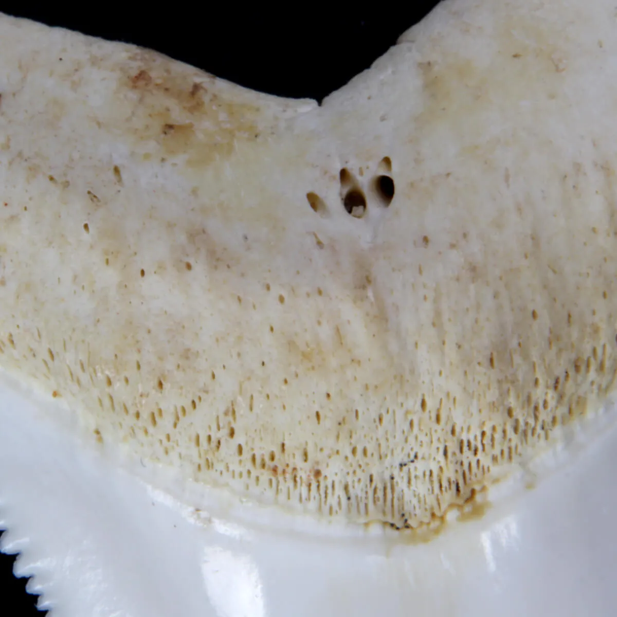 Dente di Squalo Bianco