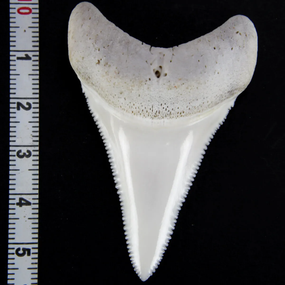 Dente di Squalo Bianco
