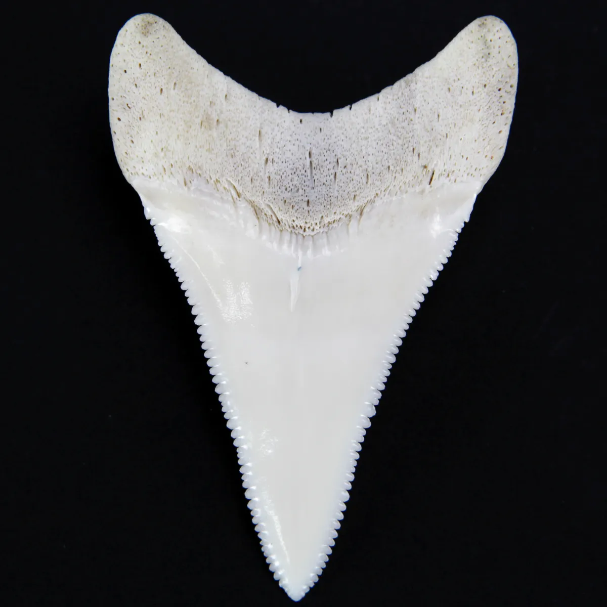 Dente di Squalo Bianco