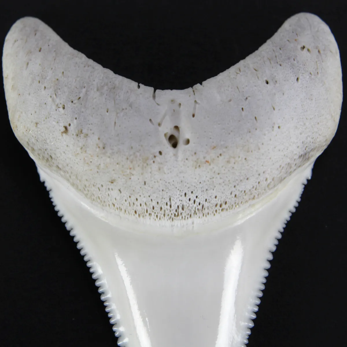 Dente di Squalo Bianco