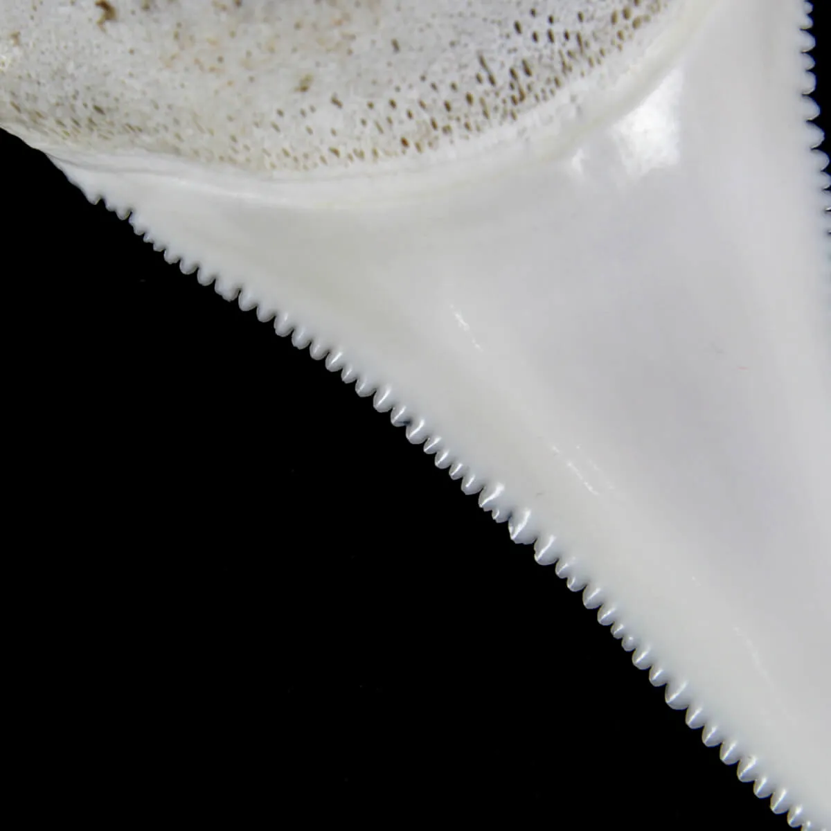 Dente di Squalo Bianco