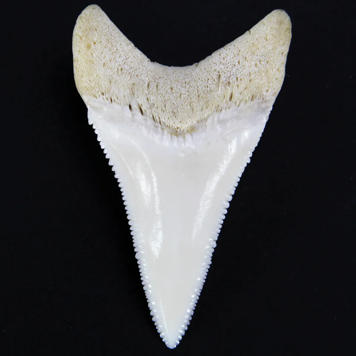 Dente di Squalo Bianco 