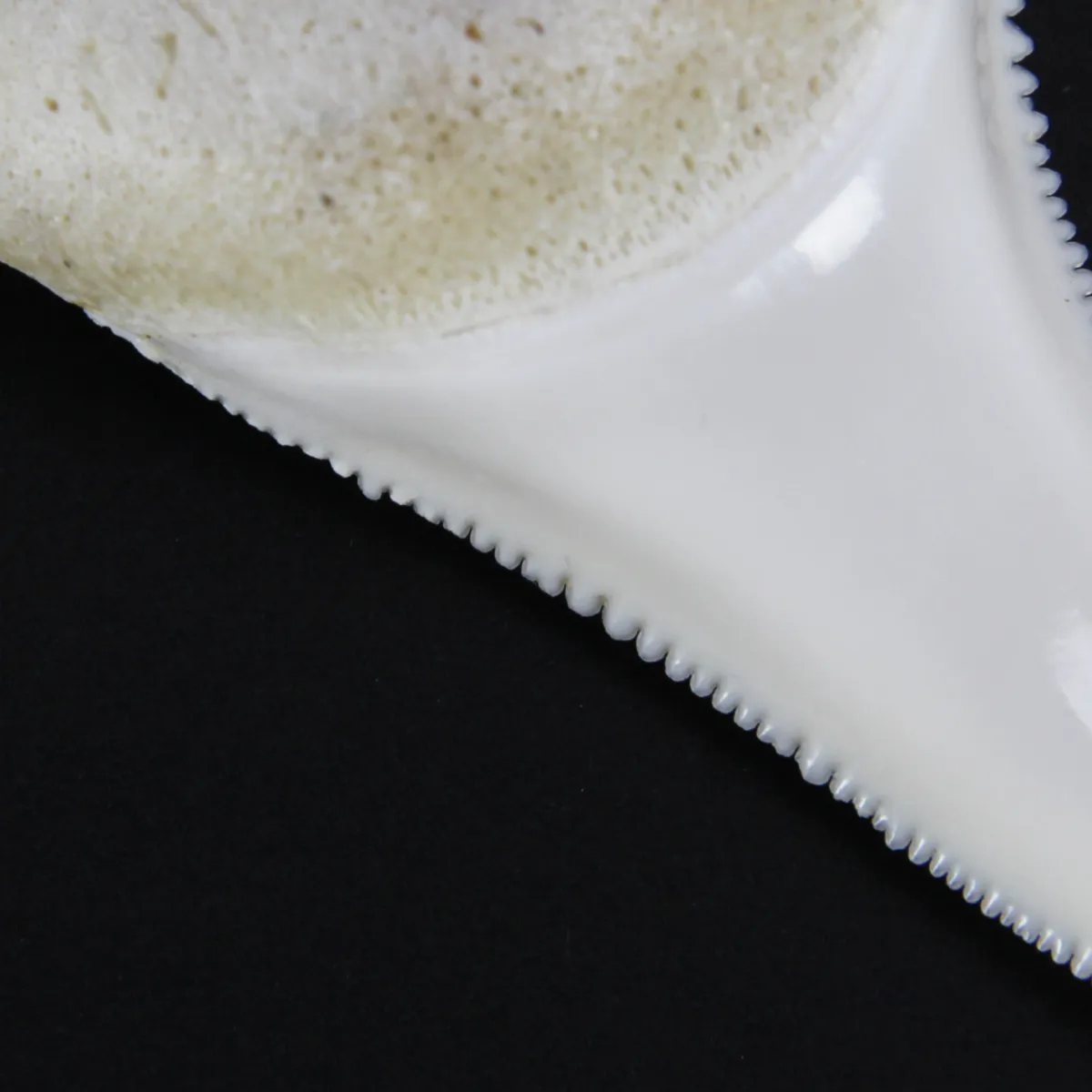 Dente di Squalo Bianco 