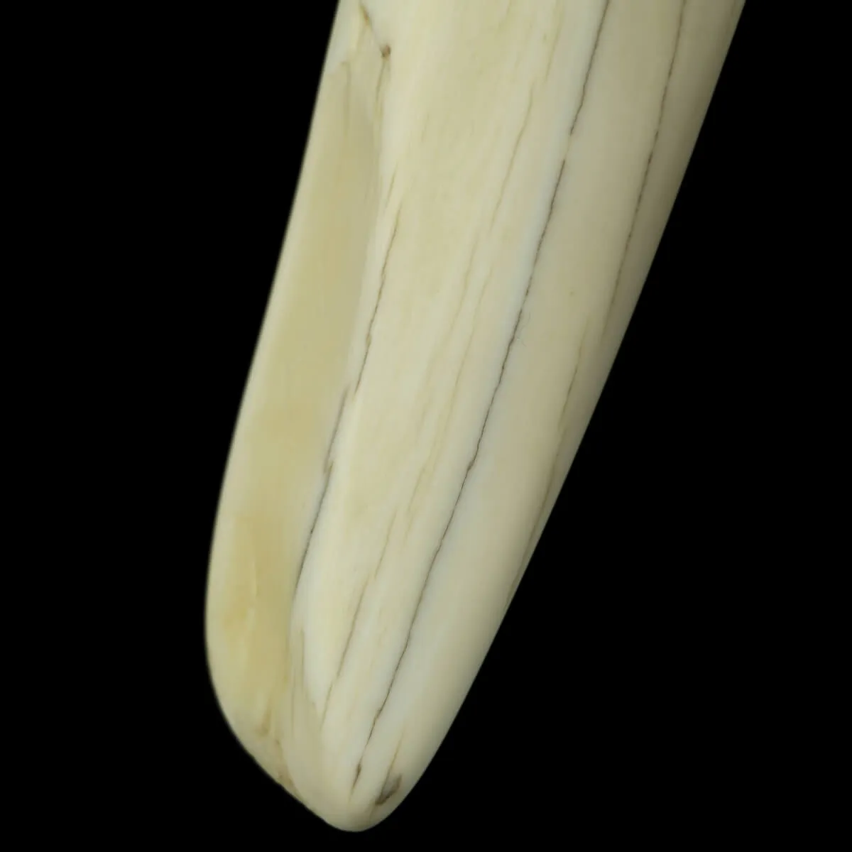 Zanne di Tricheco