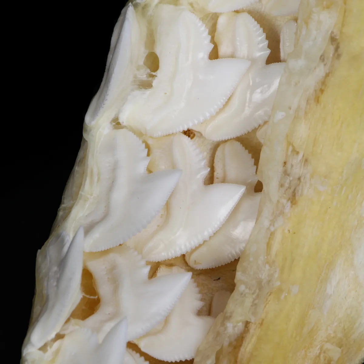 Bocca di Squalo Tigre
