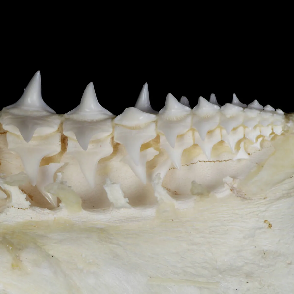 Bocca di Squalo Mako