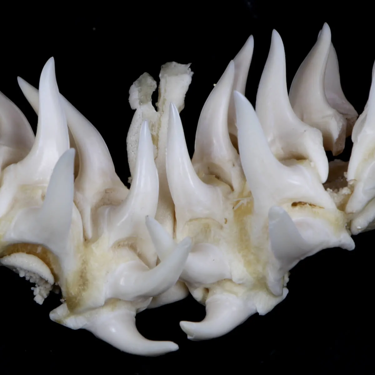 Bocca di Squalo Mako