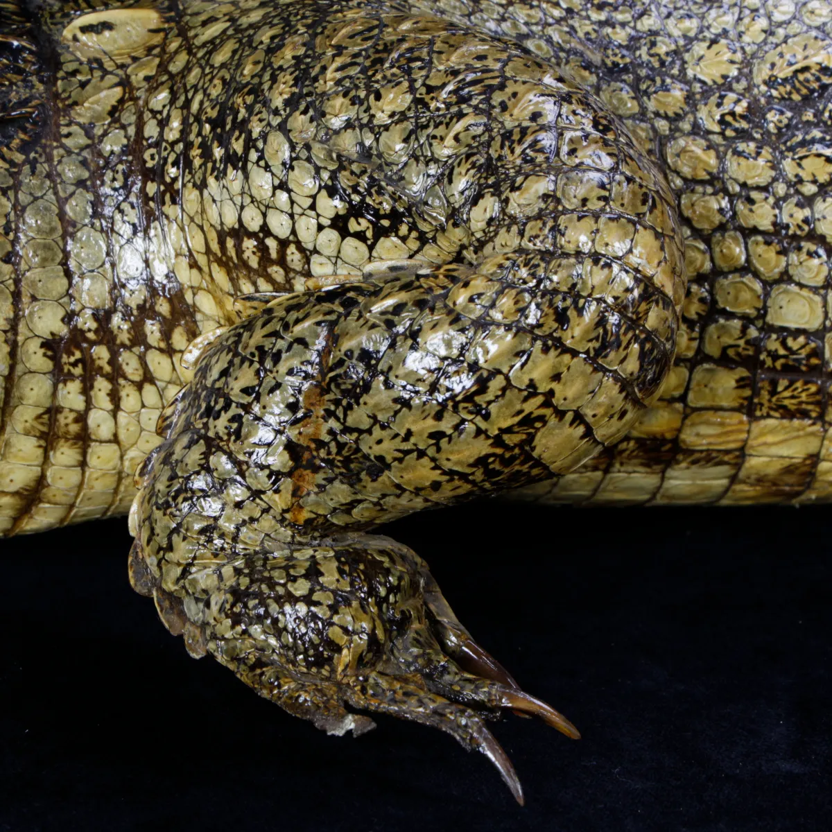 Coccodrillo imbalsamato