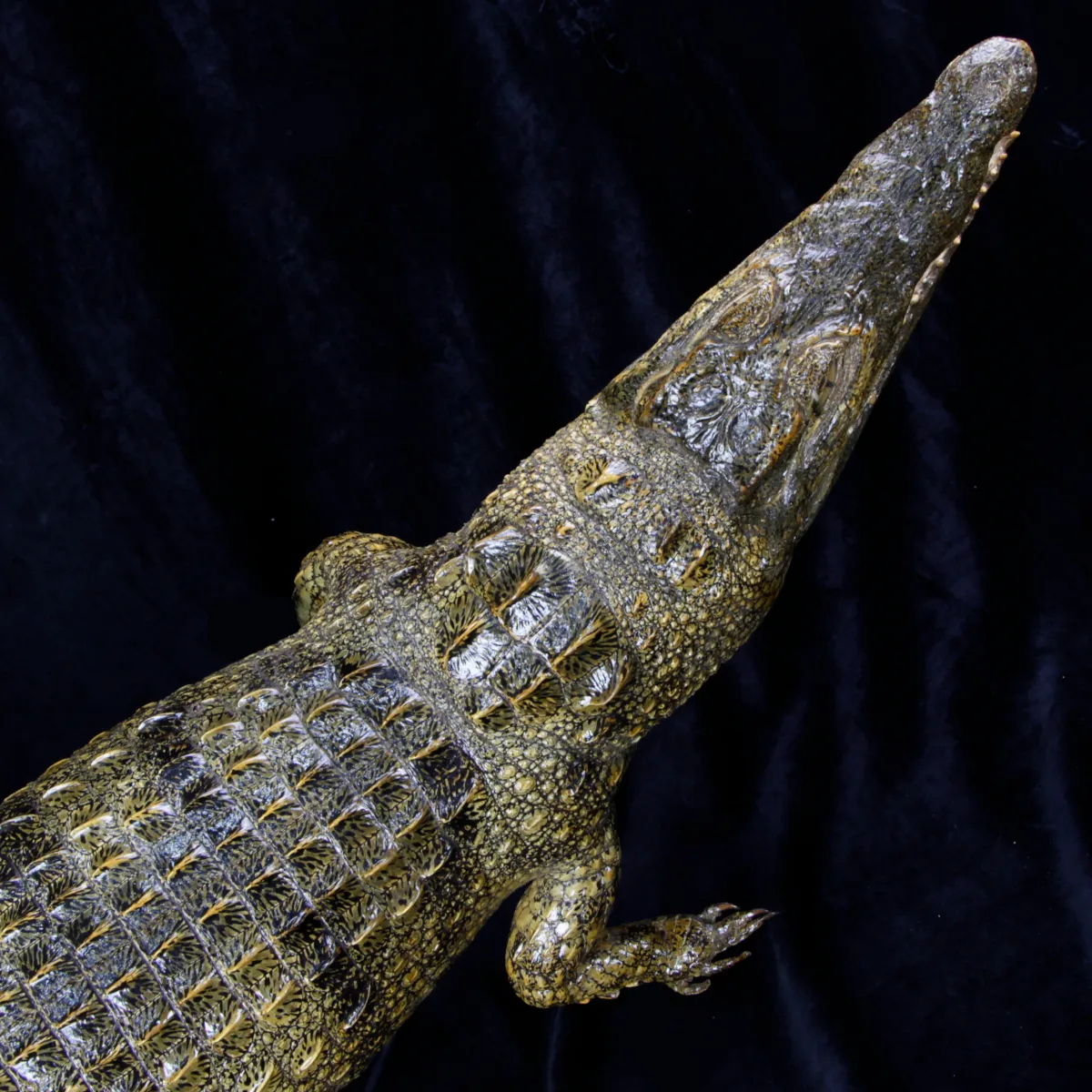 Coccodrillo imbalsamato
