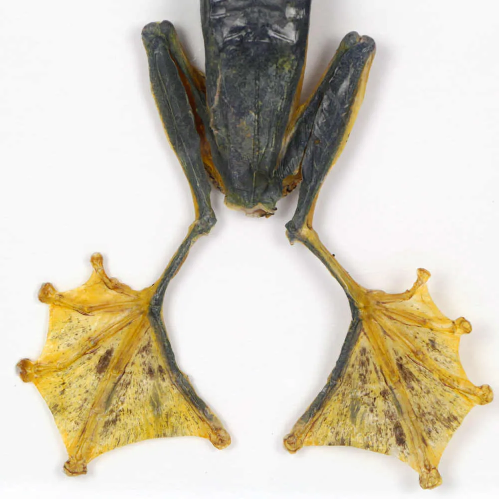Raganella Nera 