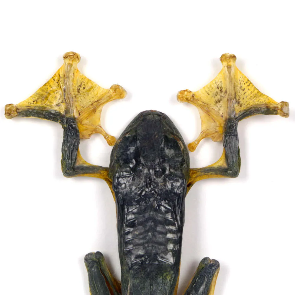 Raganella Nera 
