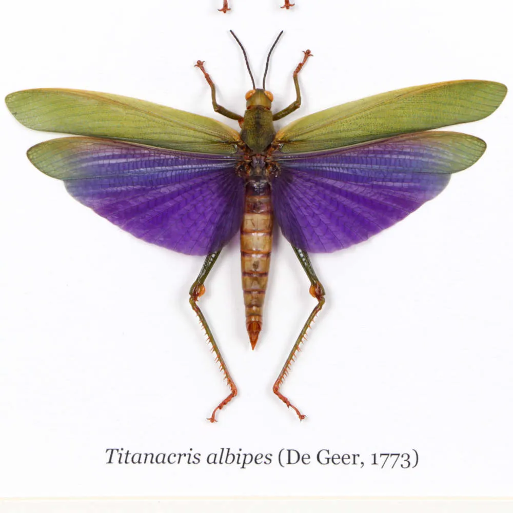 Cavallette, Titanacris albipes