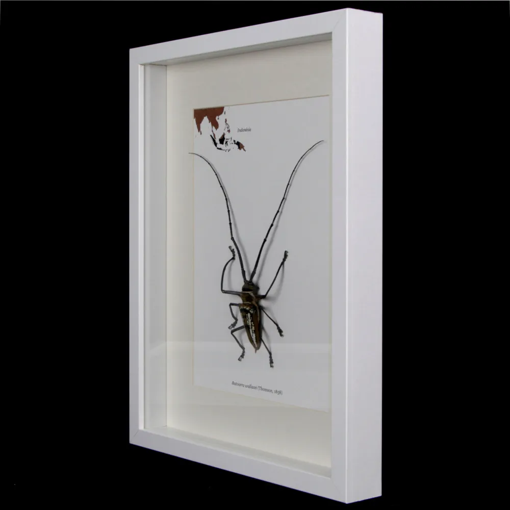 Batocera wallacei