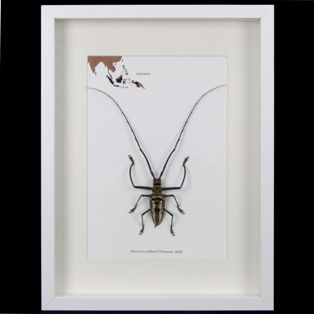 Batocera wallacei