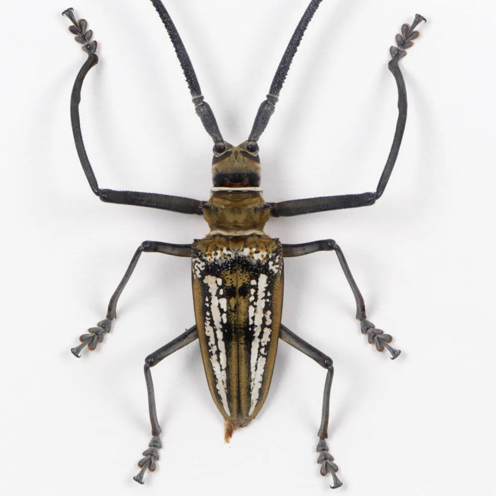Batocera wallacei