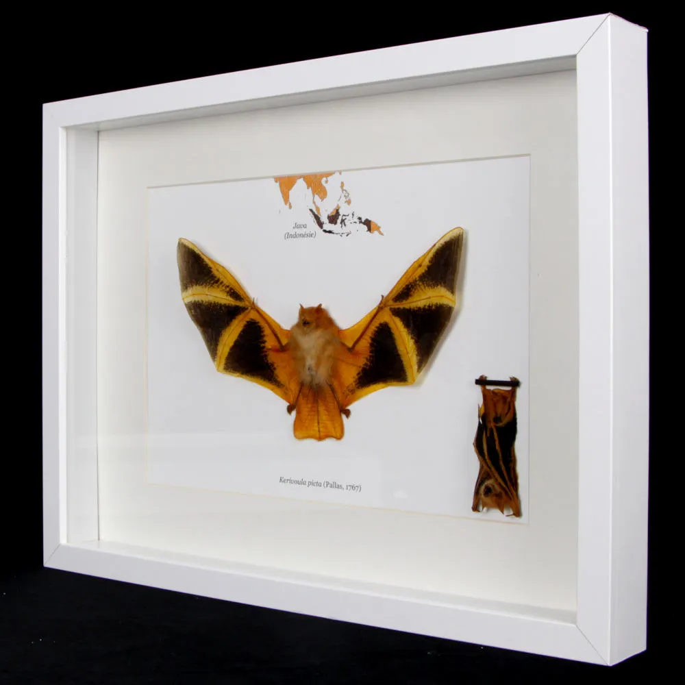 Pipistrello Kerivoula Picta