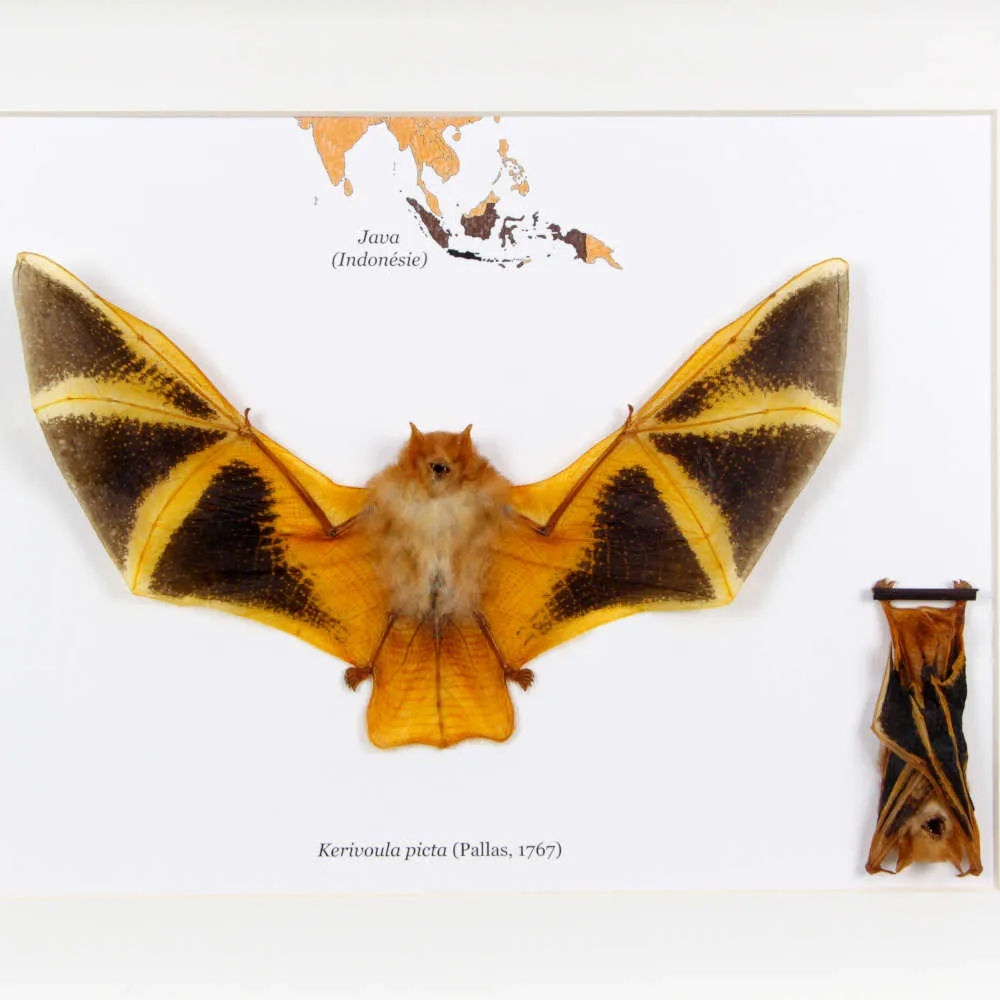 Pipistrello Kerivoula Picta