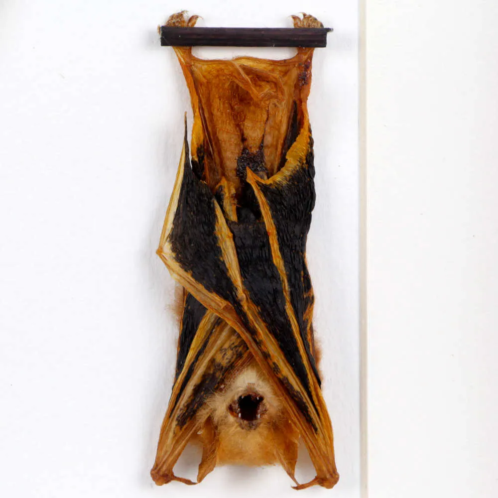 Pipistrello Kerivoula Picta