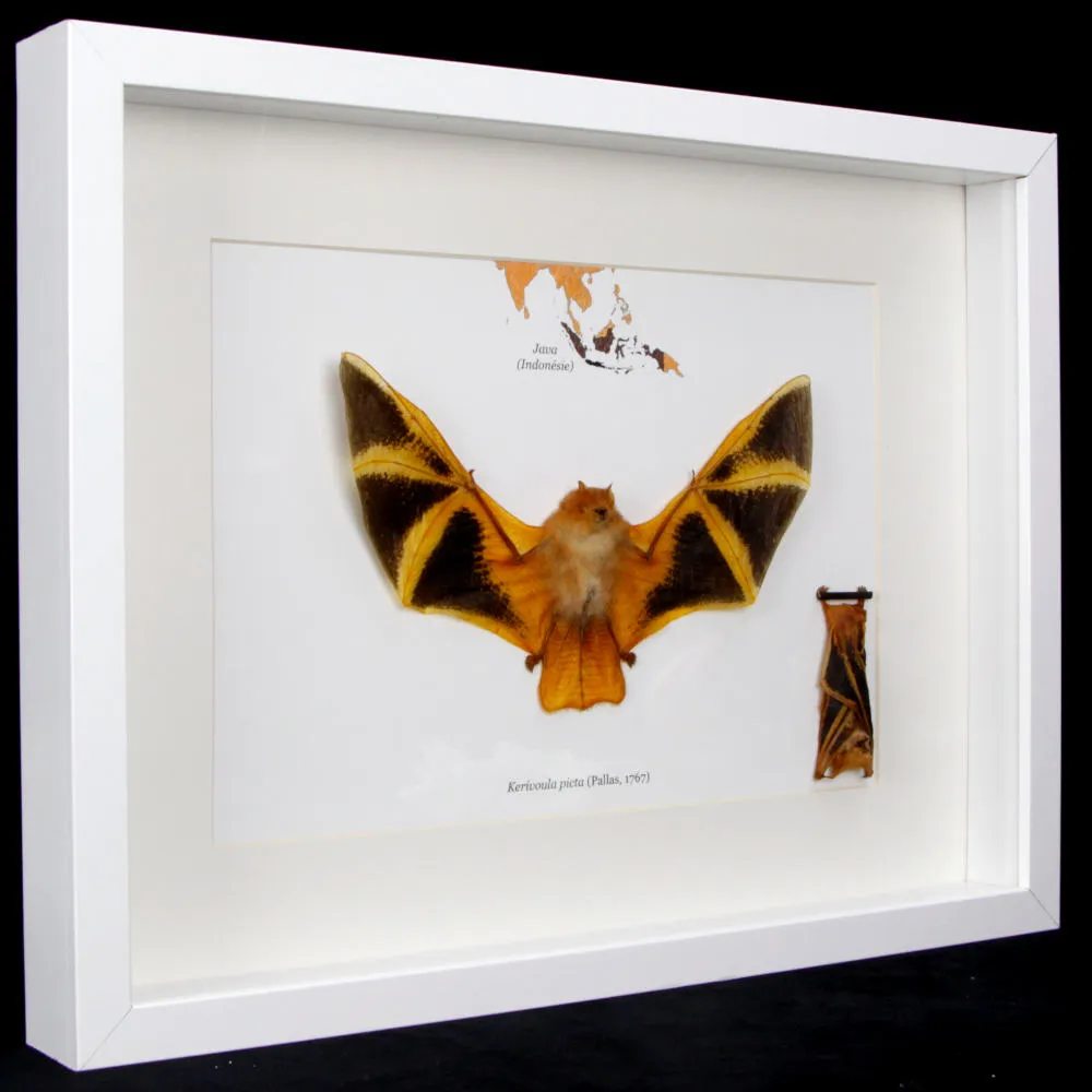 Pipistrello Kerivoula Picta