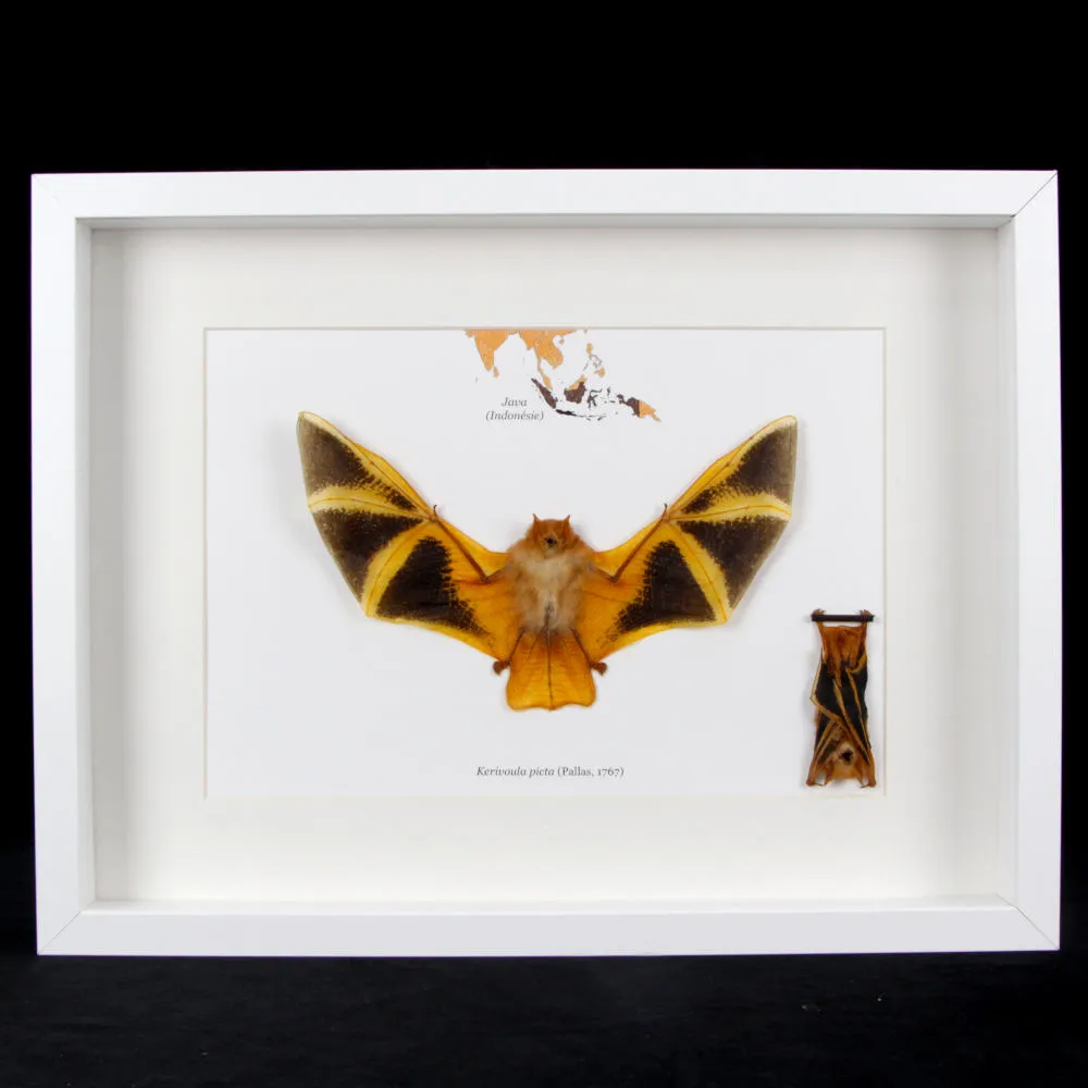 Pipistrello Kerivoula Picta