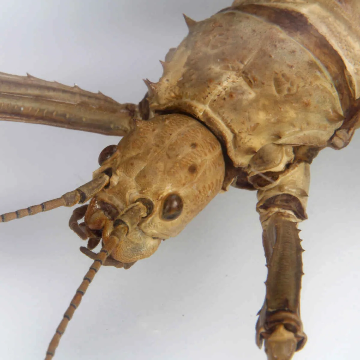 Eurycantha horrida