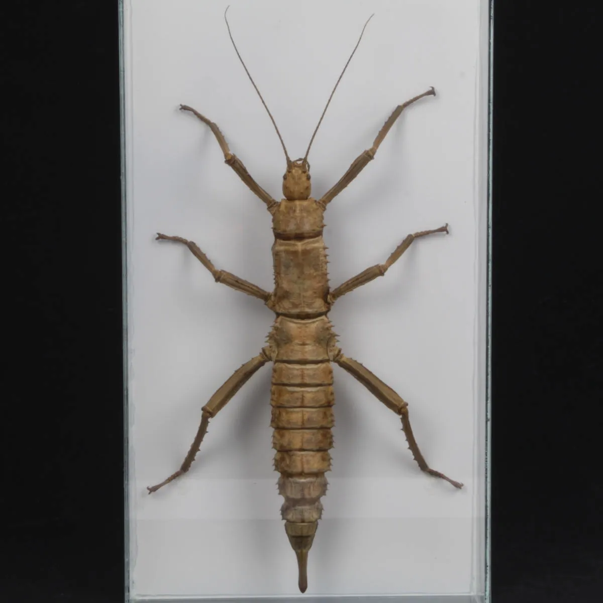 Eurycantha horrida