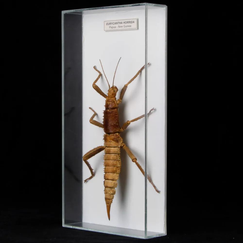 Eurycantha horrida