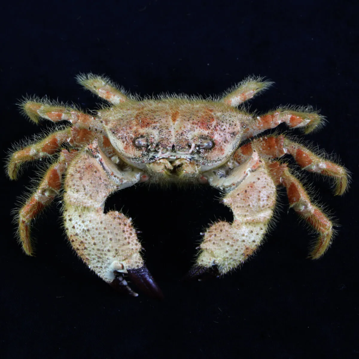 Pilumnus Orbitospinis