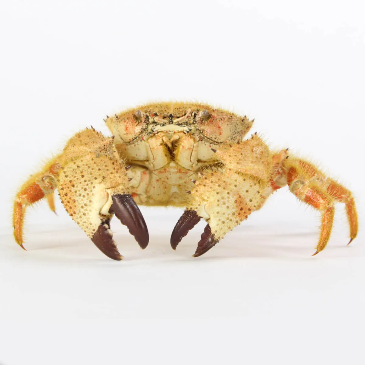 Pilumnus Orbitospinis