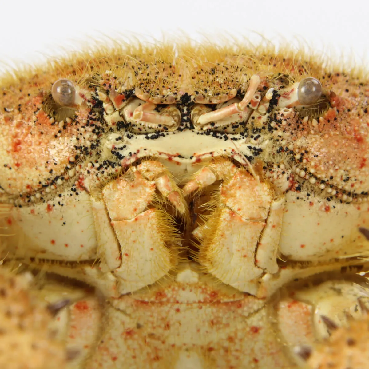 Pilumnus Orbitospinis