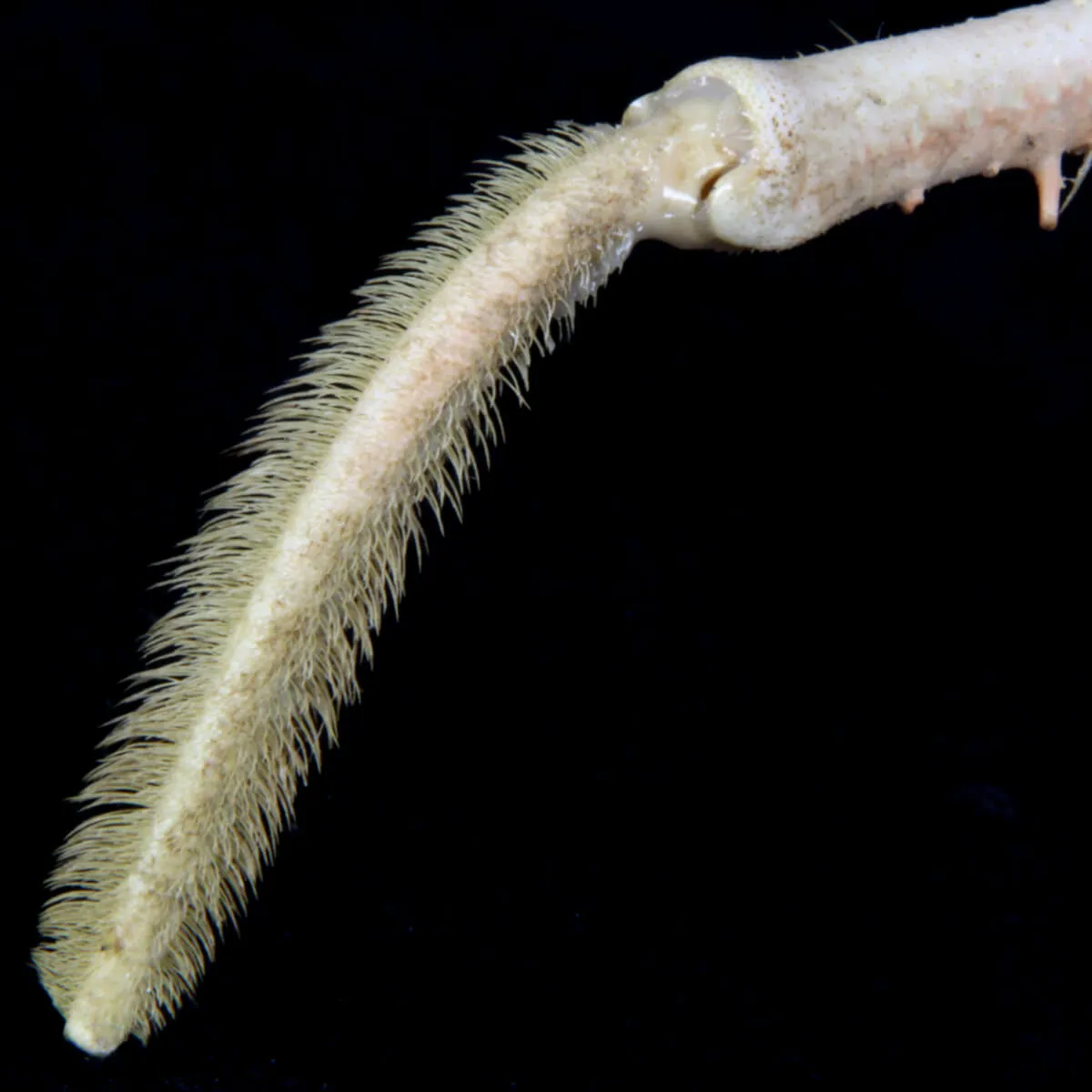 Paromola Macrochira