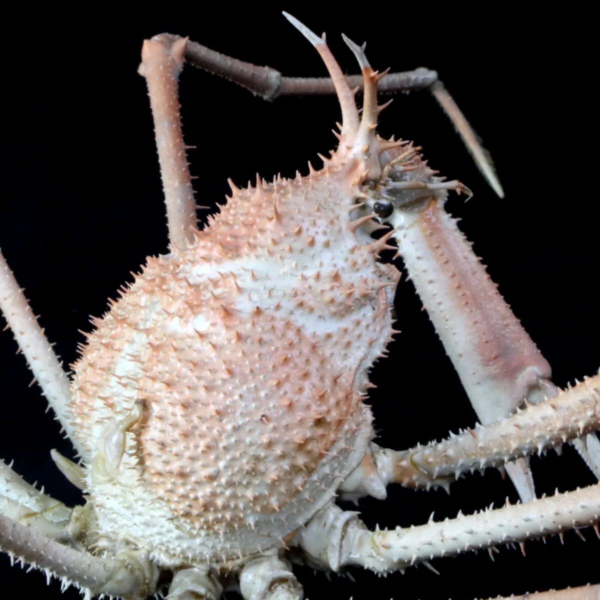 Paromola Macrochira